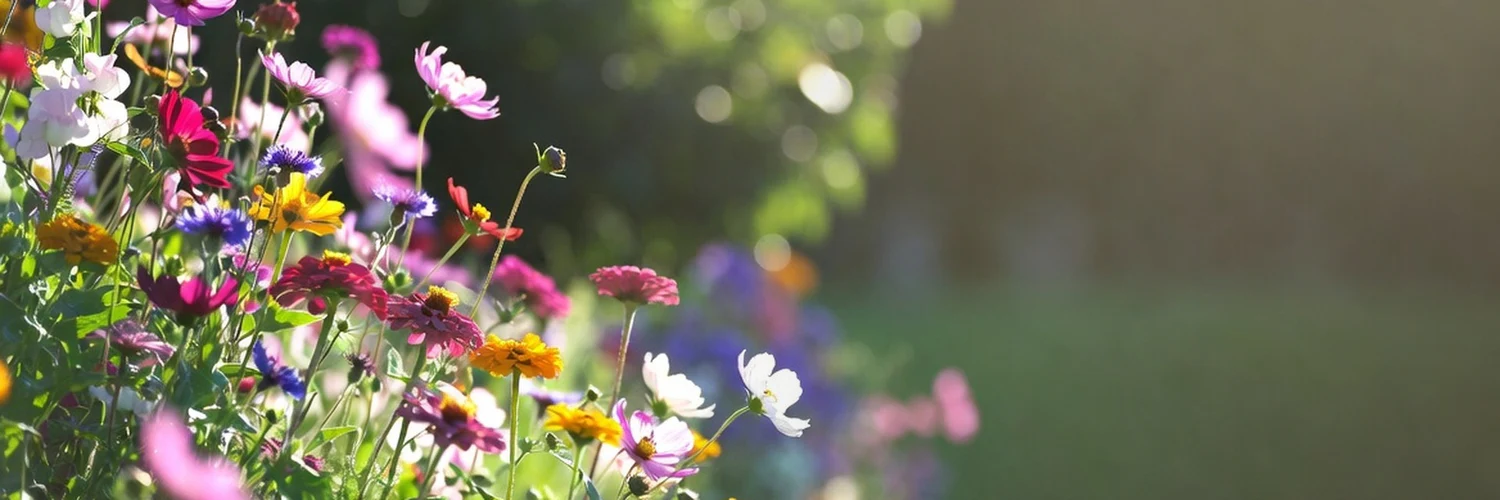 Grow Excellence With Fontana Seeds